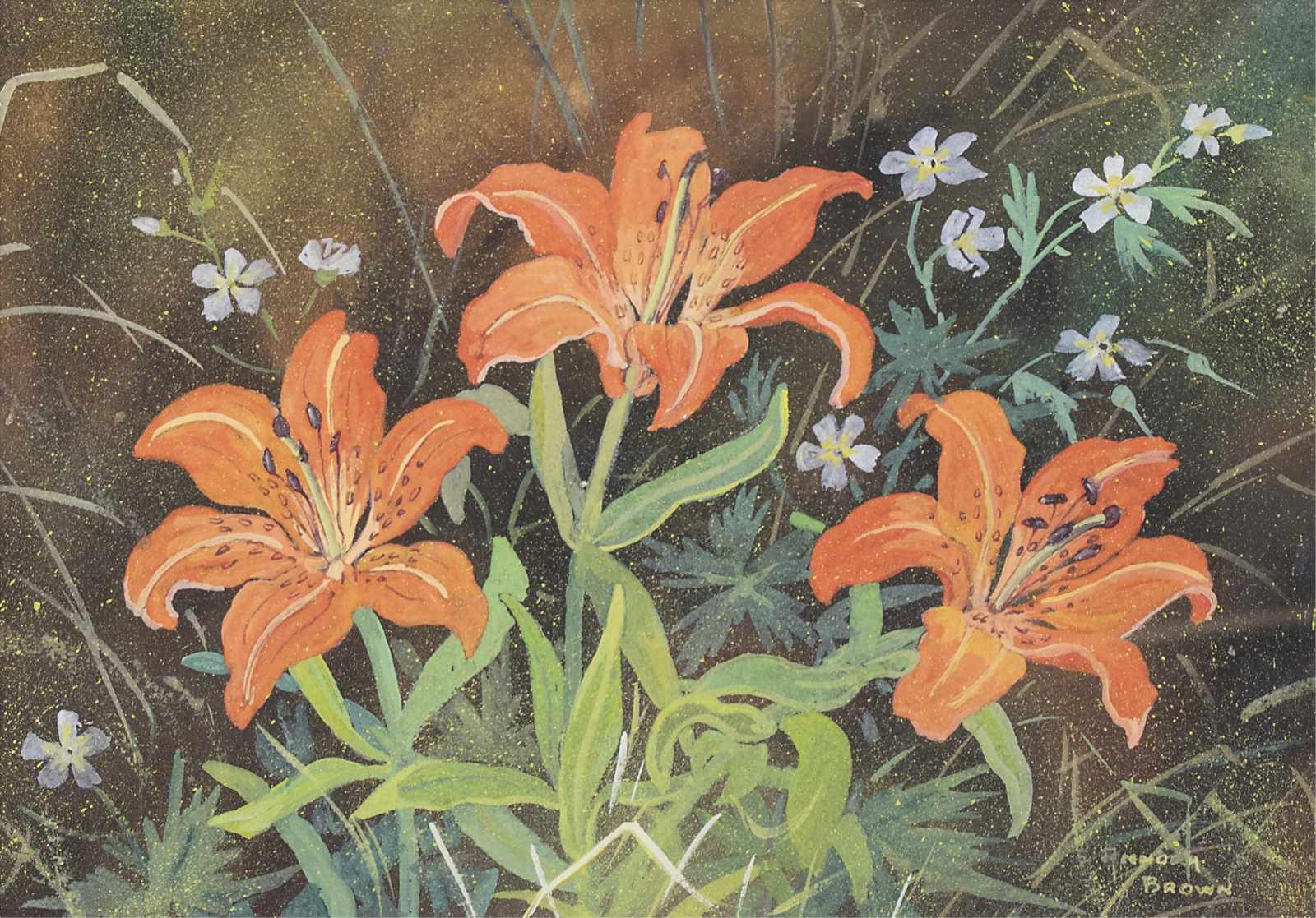 Annora Brown: Western Red Lilies