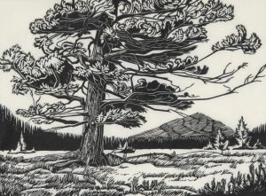 Margaret Dorothy Shelton: WINDBLOWN FIR