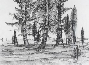 Euphemia (Betty) McNaught: SPRUCE TREES