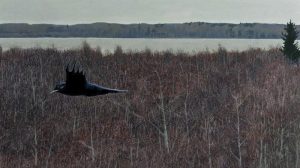 Robert Theodore Kost: CROW