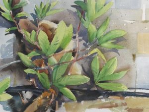 Herbert Franklin (Frank) Palmer: WALL AND VINES