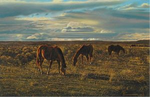 John Ralph Schnurrenberger: HORSE PASTURE