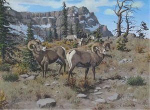 Elmer Schock: MOUNTAIN SHEEP