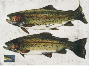 Jack Lee Cowin: SOMEWHERE OVER THE RAINBOW (WESTERN CANADA TROUT SERIES)