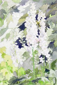 Edith Grace (Lawson) Coombs: MAPLE LEAFS & DELPHINIUMS