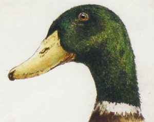 Jack Lee Cowin: MALLARD DRAKE  |  AMERICAN WIGEON DRAKE