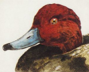 Jack Lee Cowin: RED HEAD DRAKE  |  BLUE WINGED TEAL DRAKE