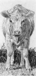 Patrick Douglass Cox: THE YEARLING