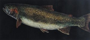 Jack Lee Cowin: ROCKY MOUNTAIN CUTTHROAT