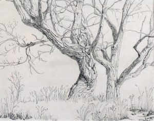 Margaret Dorothy Shelton: GNARLED COTTONWOOD TREES