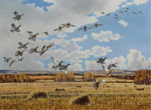 Hugh Monahan: MALLARDS IN FLIGHT