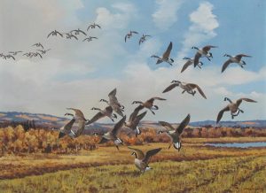 Hugh Monahan: CANADA GEESE IN FLIGHT