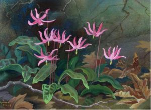 Annora Brown: PINK WILDFLOWERS