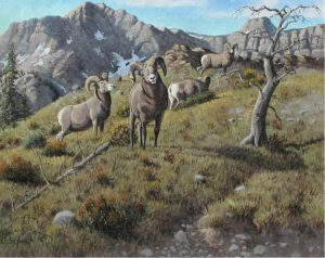 Elmer Schock: BIGHORN SHEEP