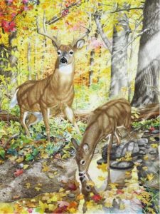 Glen Loates: WHITE TAILED DEER IN THE FOREST
