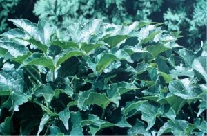 Vladimir Sevcik: LEAVES #6