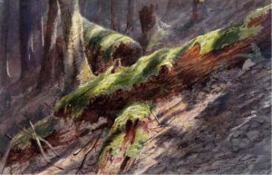Thomas Mower Martin: FOREST INTERIOR, LOGS AND MOSS