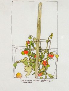 Claude A. Simard: AFTER THE FROST – TOMATOES