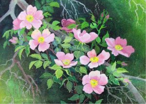 Annora Brown: ALBERTA WILD ROSE