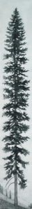 Paul Lapointe: MOUNTAIN SPRUCE