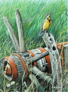 John Zacharias: WESTERN MEADOWLARK