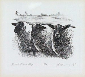 Olga Tomlinson: BLACK FACED SHEEP