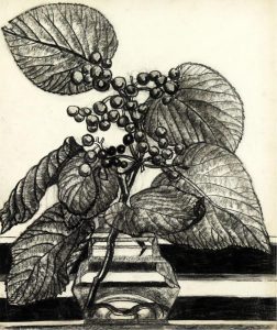 Isabel Grace McLaughlin: PLANT STUDY