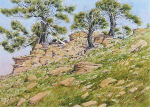 James Stanford (Stan) Perrott: LIMBER PINES ON A ROCKY OUTCROP