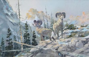 Werner R. Plangg: MOUNTAIN SHEEP, IN THE HIGH COUNTRY