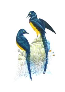 Martin W. Woodcock: GOLDEN-BREASTED STARLINGS