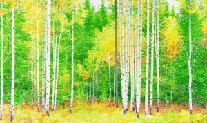 Keith L. Thomson: UNTITLED (FOREST INTERIOR)