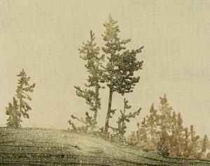 Leyda Campbell: ALPINE TREES AND SNOW  |  WINTER