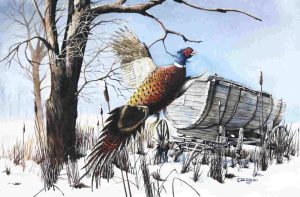 John Zacharias: RIING-NECKED PHEASANT