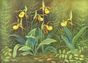 Annora Brown: YELLOW LADY’S SLIPPER