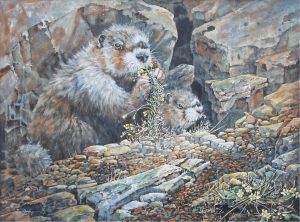 Page Ough: MARMONTS IN THE ALPINE