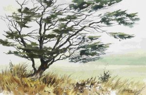 Katherine Haynes: TREE IN A GRASSY LANDSCAPE