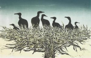 Sam Black: CORMORANTS