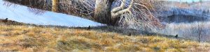 Alan Bateman: SPRING ROBINS