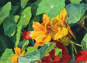 Mel Heath: NASTURTIUMS