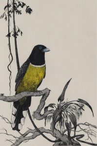 Garry Newton: BLACK-HEADED TROGAN