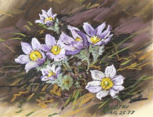 Ernest Luthi: CROCUS