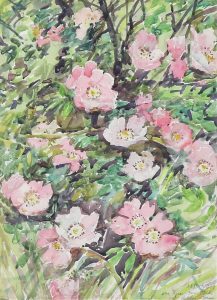 Llewellyn Petley-Jones: DOG ROSES