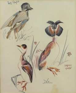 Illingworth Holey (Buck) Kerr: ENGLISH JAY AND CRESTED GREBE