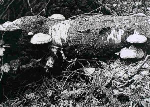 Ernest Lindner: FUNGI