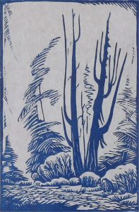 Margaret Dorothy Shelton: WESTERN CEDARS