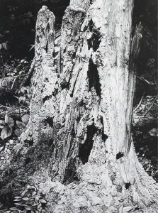 Ernest Lindner: DEADFALL #2