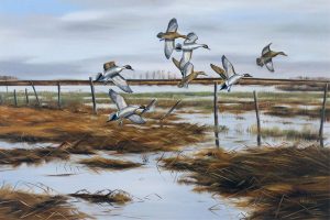 Norman Kelly: FLOODED FILEDS
