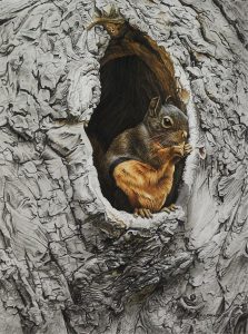 Ronald S. (Ron) Parker: DOUGLAS SQUIRREL