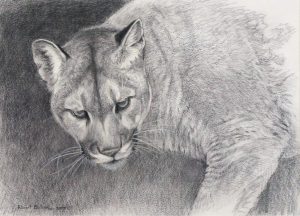 Robert McLellan Bateman: COUGAR