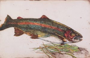 Jack Lee Cowin: NYMPHING RAINBOW (WESTERN TROUT SERIES)